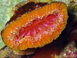 Pucker up for this Solitary Hard Coral (Monomyces rubrum)... by Brian Mayes 